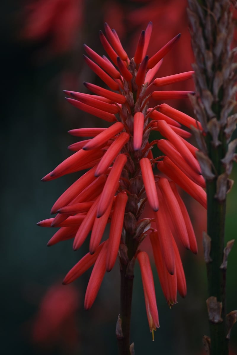 Drought-resistant Varieties