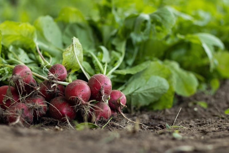 Healthy Soil Tips