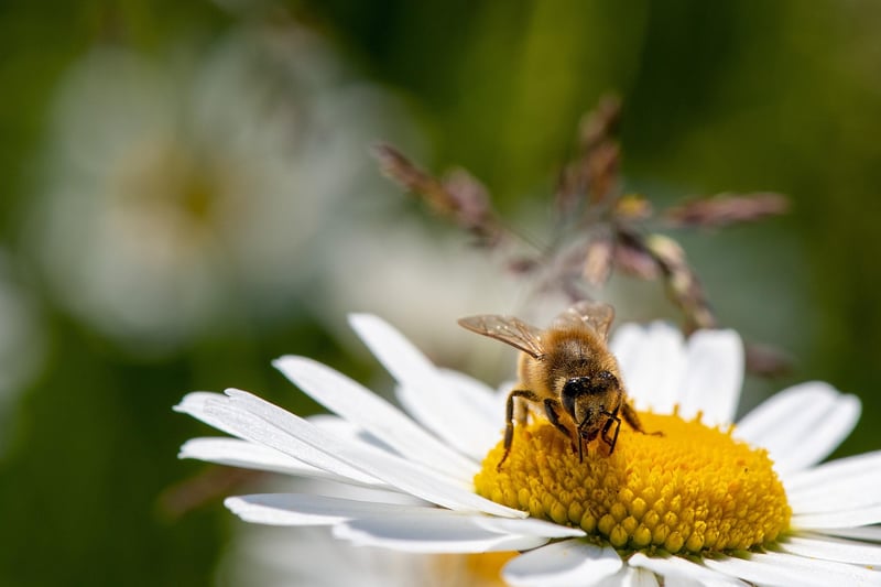 Pollinator-friendly Species