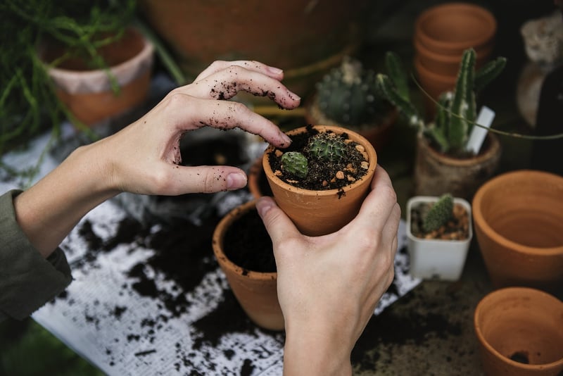 Vertical Gardening