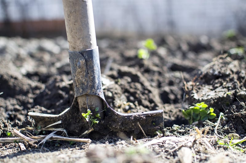 Companion Planting